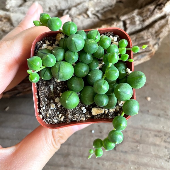 String of Pearls Live Succulent